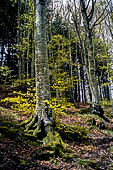 Parco delle Foreste Casentinesi.